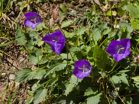 Purple bellflowers (Campanula persicifolia) blooming among green foliage and ground cover in a sunlit alpine setting.