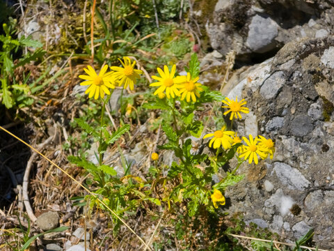 Bright yellow alpine ragwort flowers (Senecio abrotanifolius) growing among rocks and vegetation in a sunlit mountain environment.