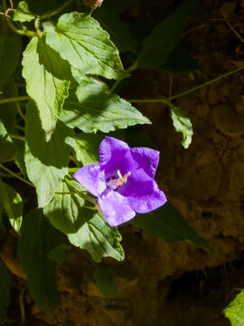 Single purple bellflower (Campanula) blooming with green leaves in macro focus.