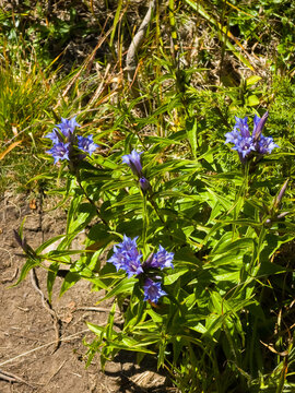 Willow gentian (Gentiana asclepiadea) blooming with cluster-forming trumpet-shaped blue-purple flowers and narrow lanceolate leaves along stems growing on alpine soil in macro focus.