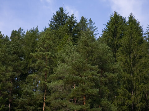 Dense canopy of Scots pine and Norway spruce trees (Pinus sylvestris and Picea abies) forming a green coniferous forest treeline under a light blue sky in Romania.