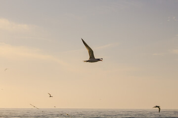 seagulls on the beach © Jess