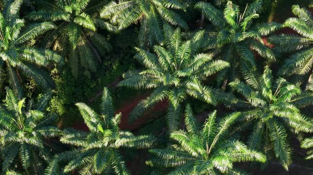 Lush green forest with palm trees. The trees are tall and green, and the leaves are full and healthy