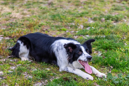 Border collie dog resting on grass field panting