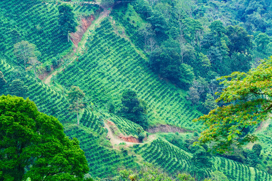 Dirt road walking in the middle of coffee fields slopes, surrounded by trees, at springtime in Betania, Antioquia, Colombia.