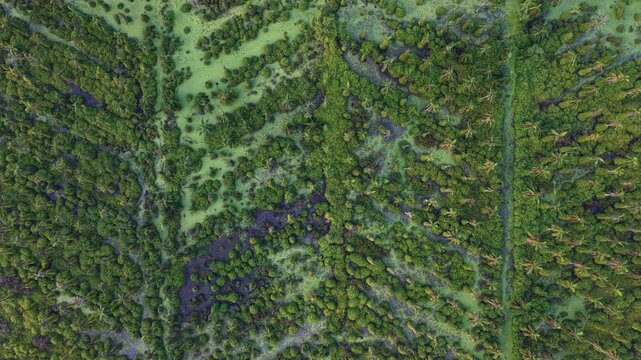 Aerial view of coconut palm swamp with winding channels