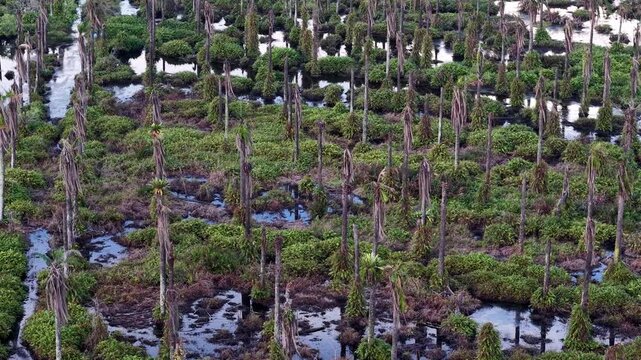 Aerial Palm Tree Wetland with Standing Dead Trunks