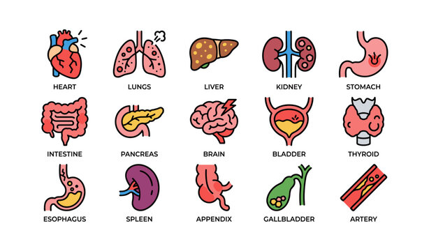 Colorful icons of human organs including heart, lungs, and brain in simple style
