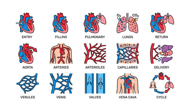 Diagram of cardiovascular system and blood circulation process with heart and lungs