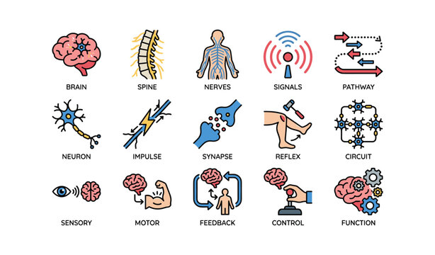 Illustration of human nervous system anatomy and functions with various components