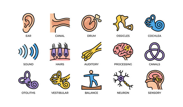 Human ear anatomy and function icons featuring sensory processing elements