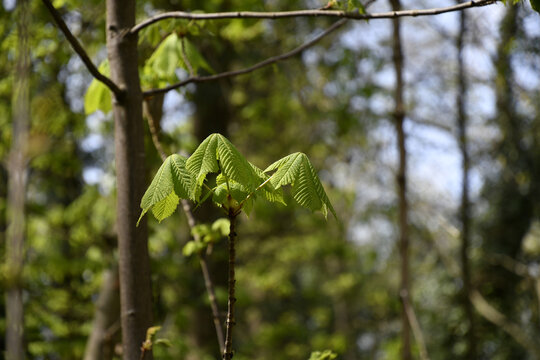 frischer trieb