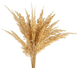 Fototapeta premium Bunch of bulrush spikelets isolated on a white background. Reed spikelets. Wild spikes.