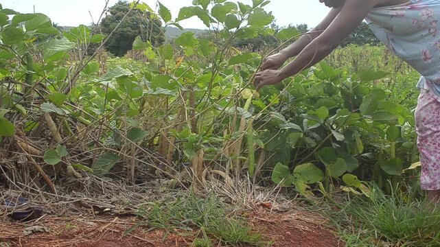 Removing A Jack Bean From It's Plant