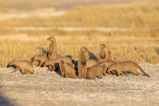 Colony of alert Banded Mongooses standing in the savannah