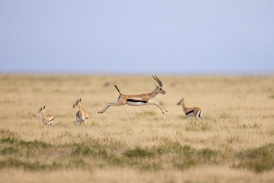 Action shot of Grant's gazelles leaping and running on the plains
