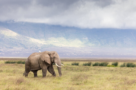 African elephant bull walking in Ndutu with Ngorongoro highlands background