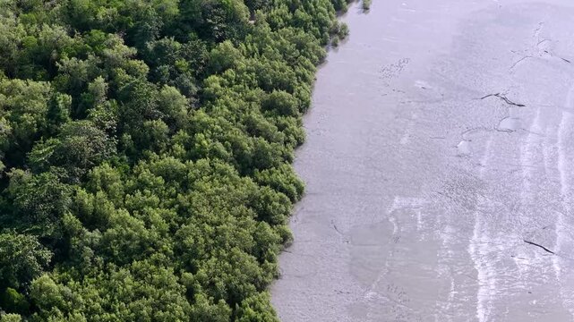 Aerial mangrove forest coastline with tidal mudflat vegetation