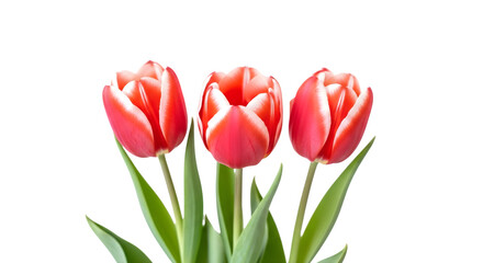 Fototapeta premium Three red and yellow tulips isolated on transparent background floral arrangement