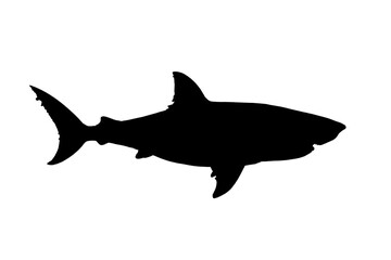 Obraz premium great white shark silhouette on transparent background