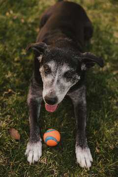 Happy Dog