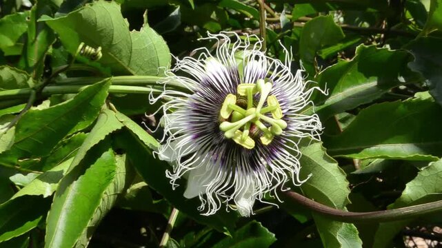 Passiflora Edulis Passion Flower on Vine
