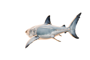 Fototapeta premium great white shark on transparent background