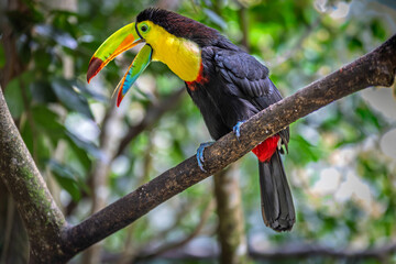 A vibrant Chestnut-mandibled toucan (Ramphastos ambiguus swainsonii) perched on a mossy branch in a Costa Rican tropical rainforest. © Teresa