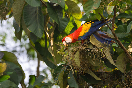 Vibrant Scarlet Macaw (Ara macao) parrot perched among lush green leaves of a tropical almond tree.
