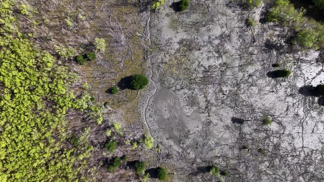 Aerial wetland transition showing living mangroves and mudflat