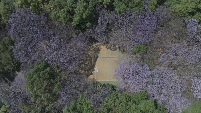 Aerial drone rising top down over blooming jacaranda trees revealing urban park canopy in M&eacute;xico City. Shot in D-Log M