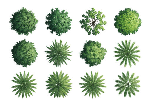 diverse set of high-detail, stylized tree canopy symbols (plan view) in lime and forest green watercolor texture, isolated on a clean transparent background. concept for professional design