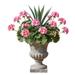 Obraz premium Pink Geranium Flowers in Ornate Stone Urn