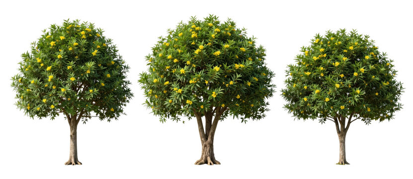 Set of three green trees with yellow flowers