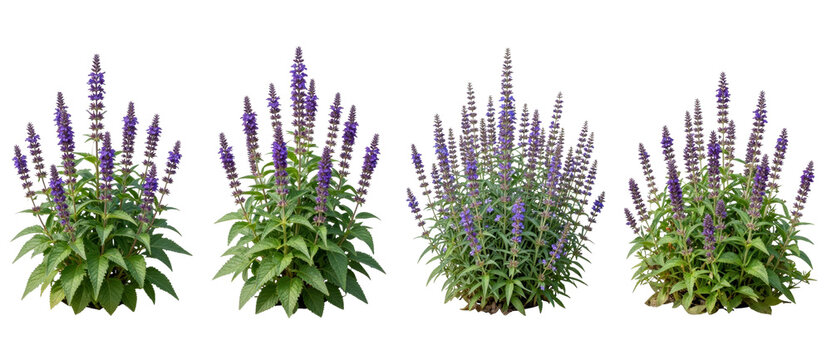 Four varieties of purple salvia plants