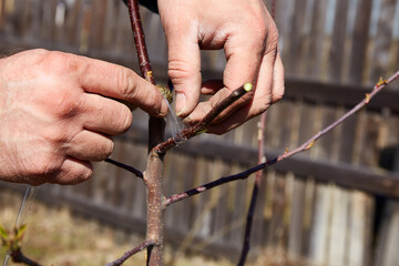  A gardener ties the graft site with tape. The branches of the scion and rootstock of a fruit tree. © Viktoriya