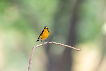 Fototapeta premium Small yellow and orange songbird perched on a thin branch with soft green forest background Wildlife birdwatching and nature photography showing colorful tropical bird