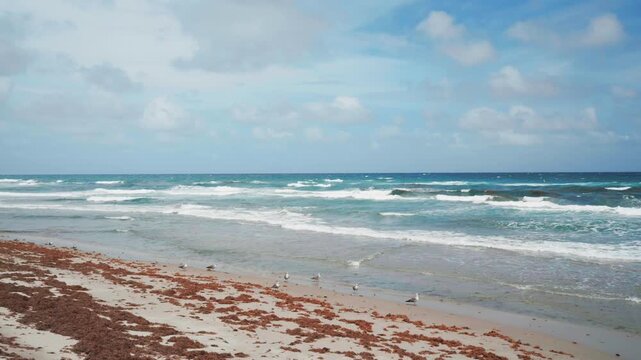 sargassum seaweed on Florida beach