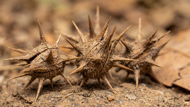 Gokhru thorn burs on dry ground in sharp natural macro closeup scene