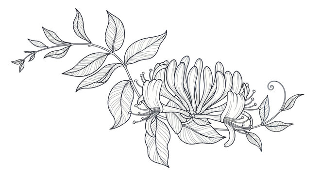 Honeysuckle Branch Drawing, Delicate Floral Illustration, Botanical Sketch