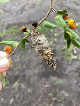 oruga llamada bicho canasto en extincion 