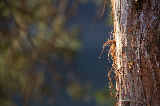 Tree trunk background with blurred bokeh dark unfocused copy space