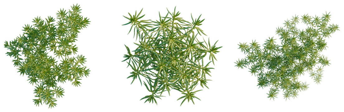 Sedum lineare tree plan, top view, cutout, transparent background, isolate, Lush Green Pine Tree Branch with Detailed Needles, Perfect for Nature and Winter Themes