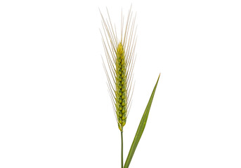 Fototapeta premium Close-up of a mature wheat spike with golden grains ready for harvest isolated on white background