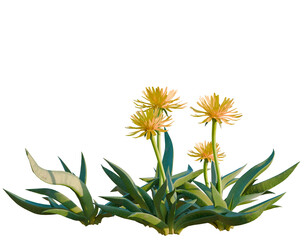 Fototapeta premium Bergeranthus multiceps tree, elevation, front view, cutout, transparent background, isolate, Aloe Vera Plant Close-Up: Detailed Texture and Natural Beauty in a Lush Garden Setting