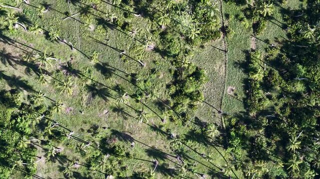 Aerial drone view of coconut trees casting long shadows
