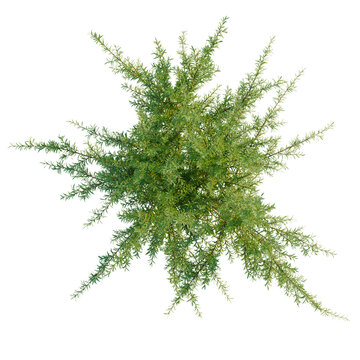 Baeckea virgata tree plan, top view, cutout, transparent background, isolate, Detailed close-up of vibrant green juniper shrubbery, botanical texture, natural growth
