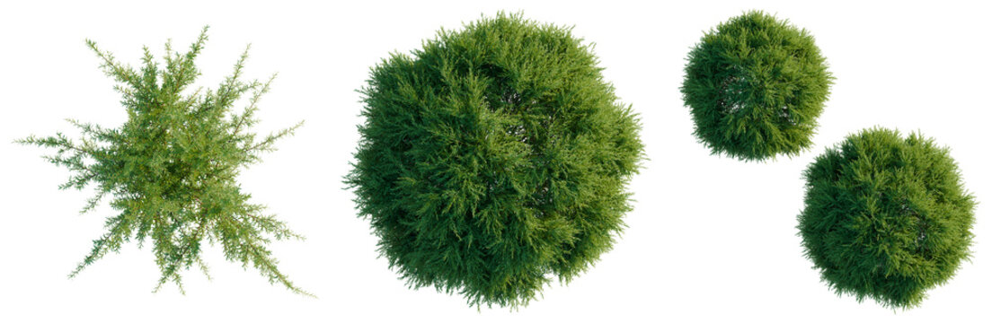 Baeckea virgata tree plan, top view, cutout, transparent background, isolate, Detailed close-up of a vibrant green juniper bush with intricate needle-like foliage, perfect for nature themes.