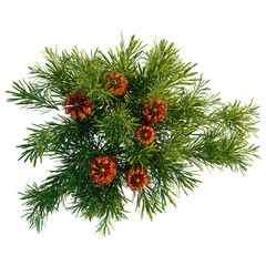 Banksia spinulosa tree plan, top view, cutout, transparent background, isolate, Vibrant red berries among lush green foliage, a close-up nature scene, botanical beauty © DH Tree Stock