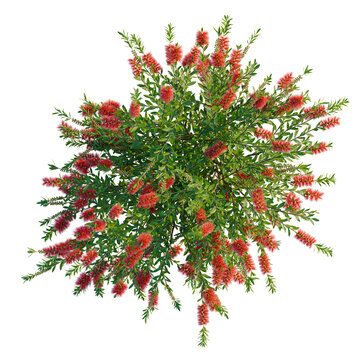 Callistemon citrinus tree plan, top view, cutout, transparent background, isolate, Detailed view of a vibrant red bottlebrush flower, a beautiful Australian native plant.